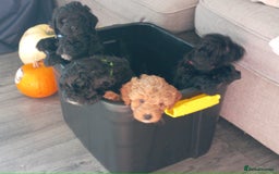 Cockapoo dogs for sale: Fb1 cockapoos puppies - Image 18