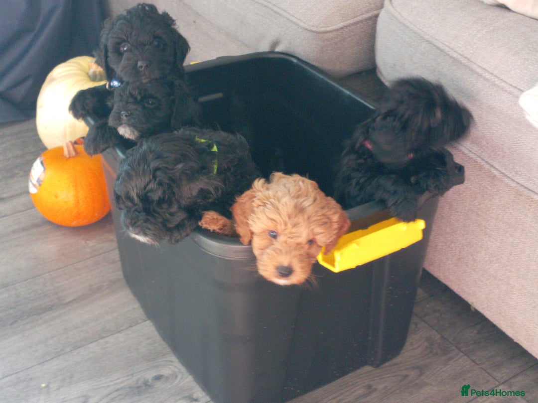 Cockapoo dogs for sale: Fb1 cockapoos puppies - Image 18