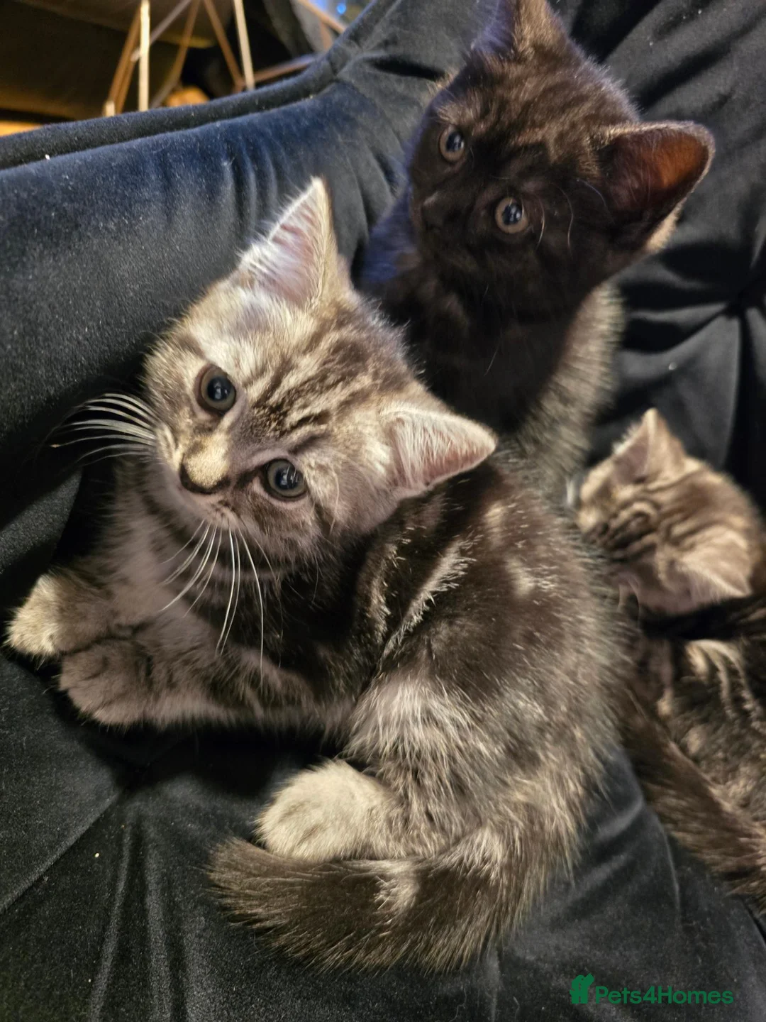 Mixed Breed cats for sale: Kittens in Wolverhampton - Advert 10