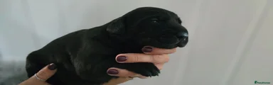 Labrador Retriever 2