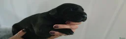Labrador Retriever dogs for sale: Adorable Labrador Puppies for Sale! - Advert 6