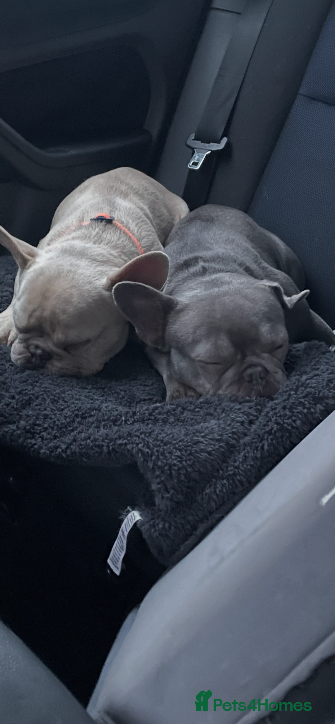 French Bulldog dogs for sale: X2 frenchies French bull dogs (read full add) - Image 1
