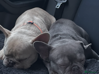 French Bulldog dogs - Advert 13