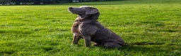 Labrador Retriever dogs for stud: Silver Labrador Stud- KC Registered  in Uttoxeter - Advert 8