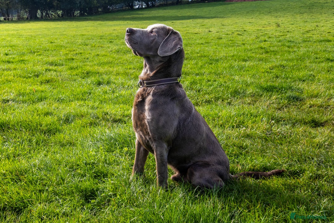 Labrador Retriever dogs for stud: Silver Labrador Stud- KC Registered  in Uttoxeter - Image 8