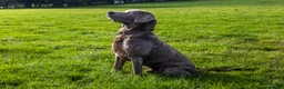Labrador Retriever dogs for stud: Silver Labrador Stud- KC Registered  in Uttoxeter - Advert 8