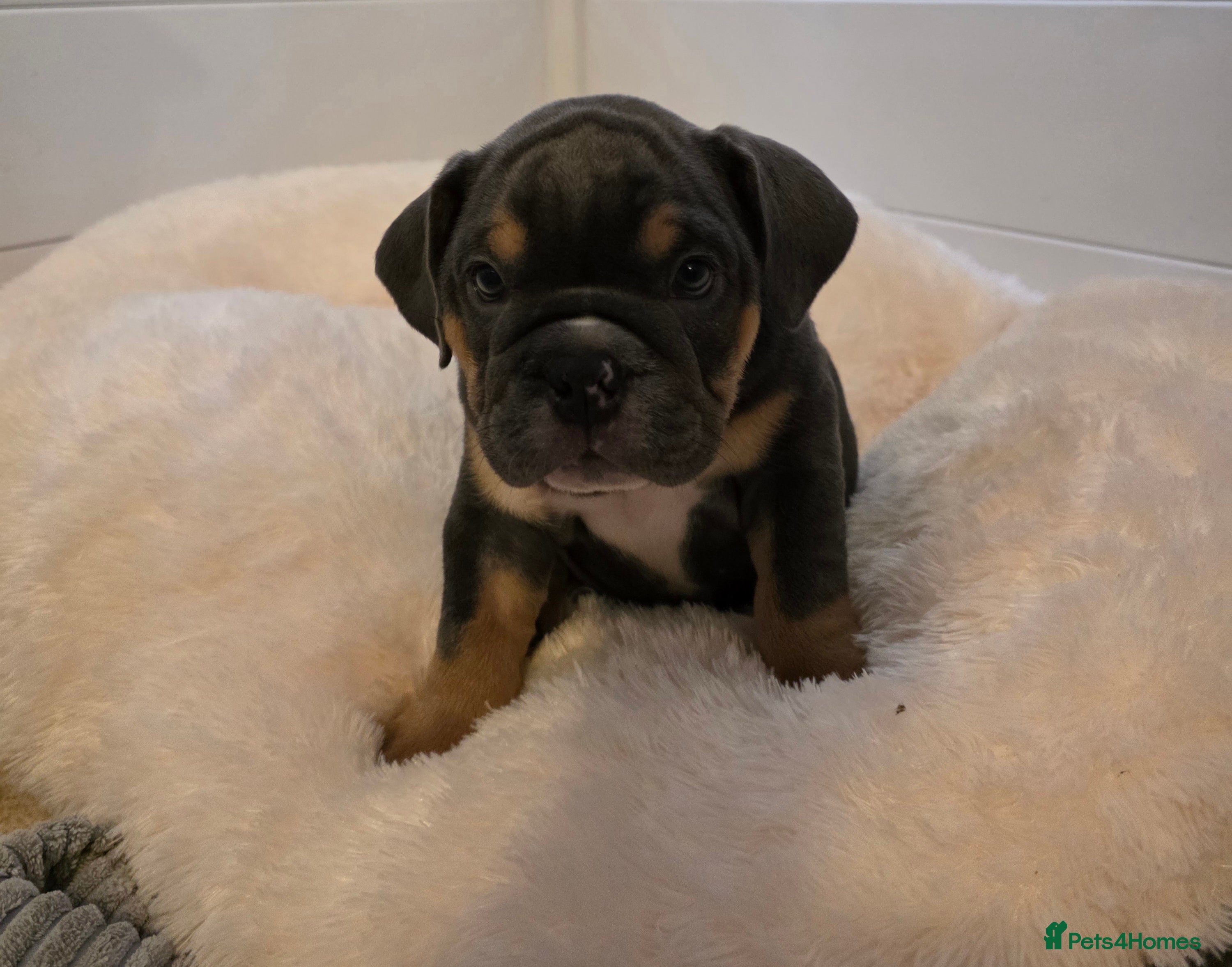 English Bulldog dogs Beautiful litter of English Bulldogs - Advert 2