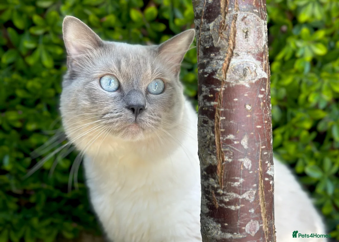 Ragdoll cats for stud: DNA TESTED🧬 Blue Point, Choc Carrier Ragdoll STUD - Advert 17