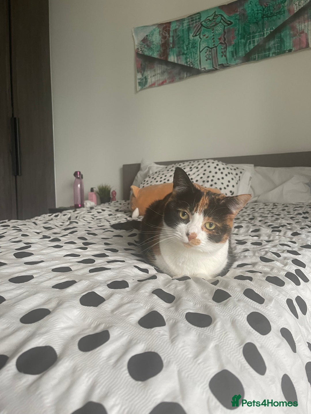 Domestic Shorthair cats for sale: FIONA NEEDS A NEW HOME ASAP - Advert 5