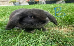 Mini Lop rabbits for sale: Mini Lop Rabbits For Sale  - Image 9