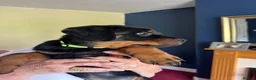 Rottweiler dogs for sale: Rottweiler puppies - Advert 2
