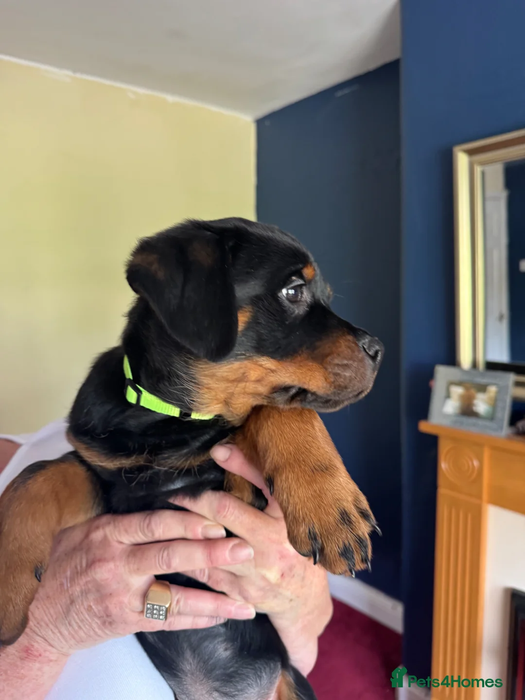 Rottweiler dogs for sale: Rottweiler puppies - Advert 2