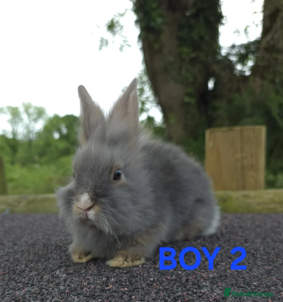 Lionhead rabbits for sale: Lionhead bunnies  - Advert 2