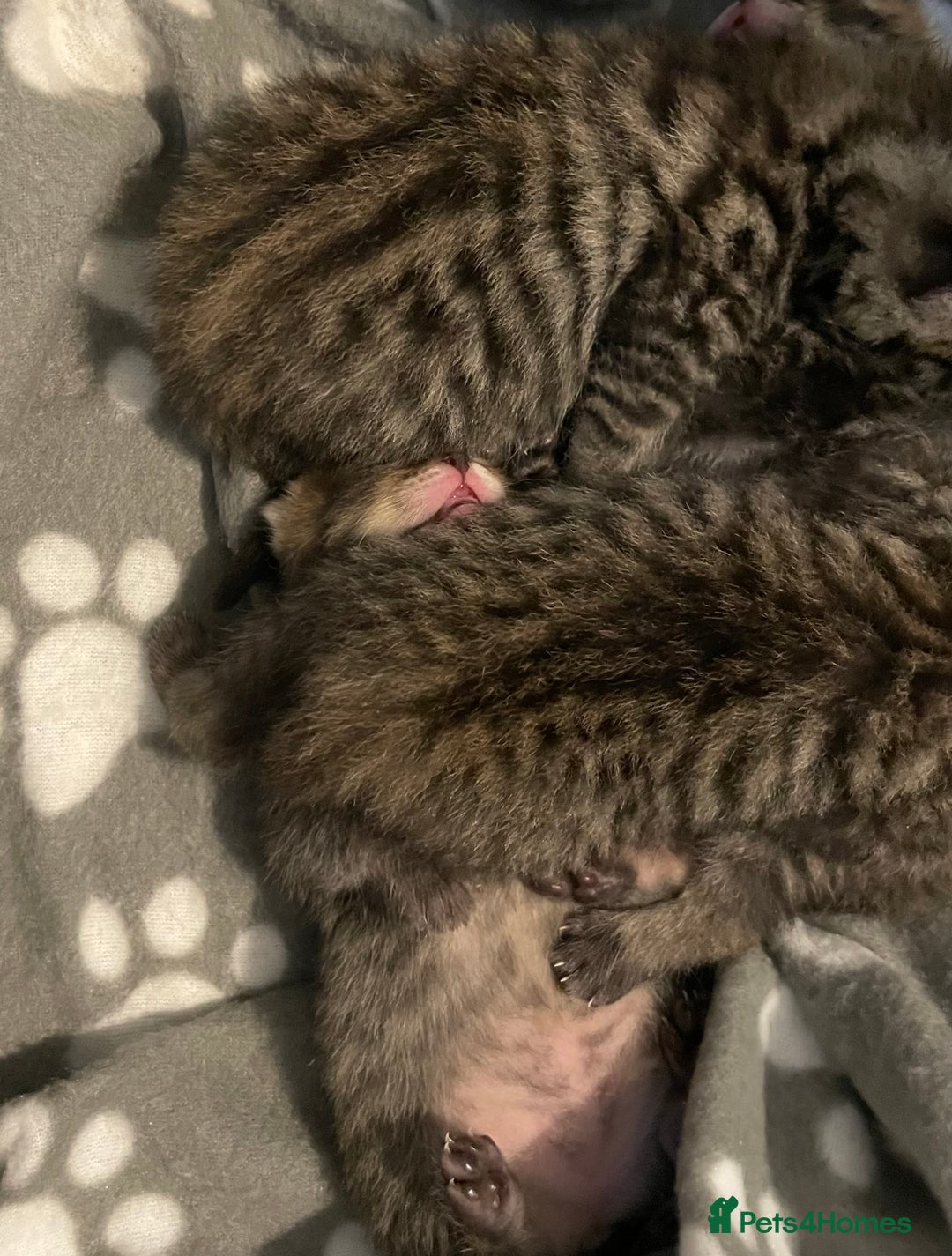 Mixed Breed cats for sale: 4 Beautiful Bears  - Advert 7