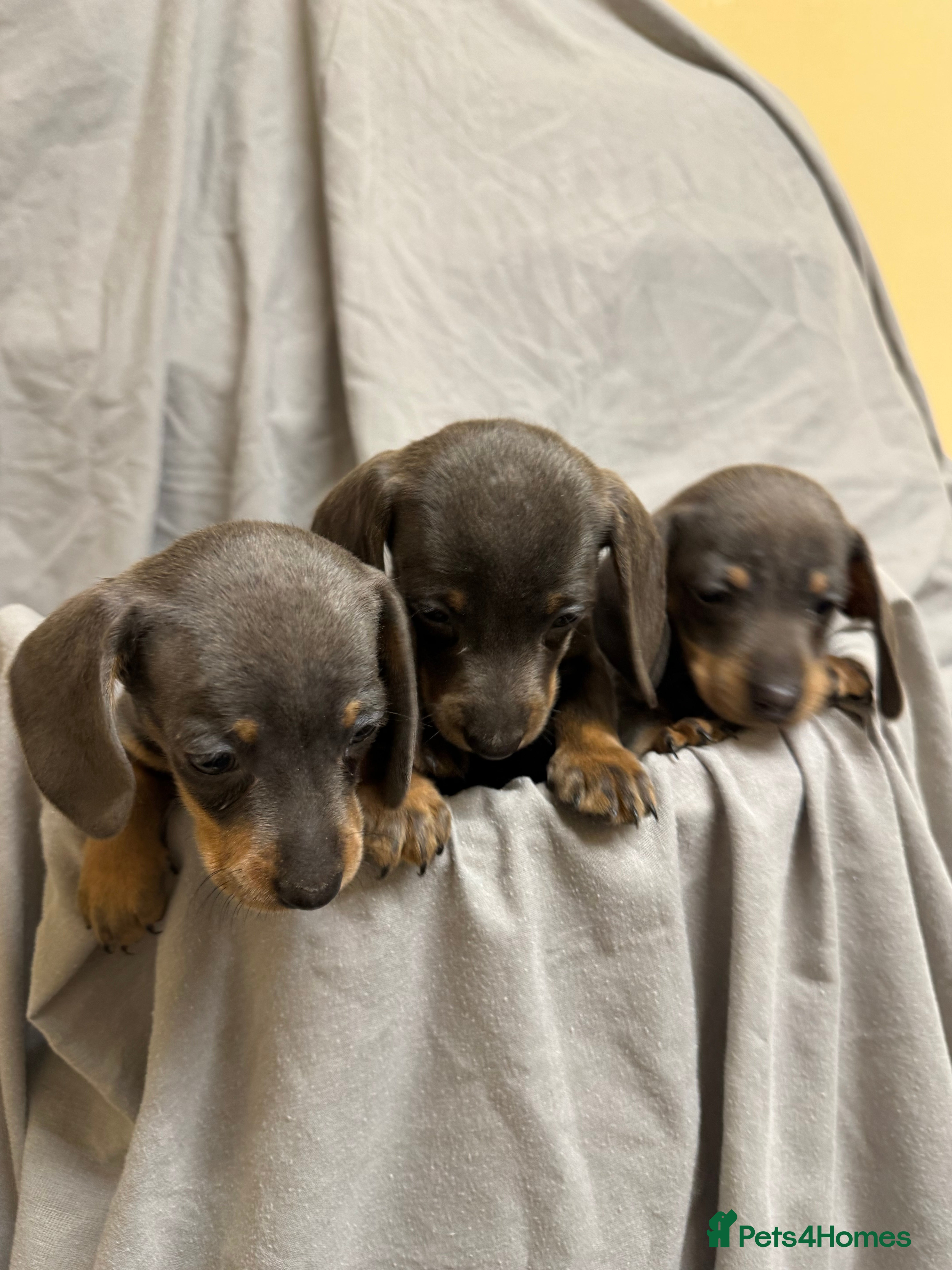 Dachshund dogs MINIATURE DACHSHUND PUPPIES  - Advert 1