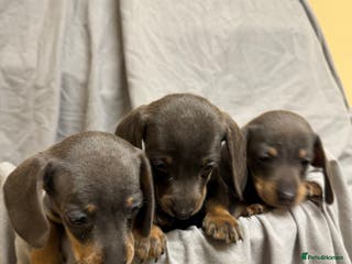 Dachshund dogs MINIATURE DACHSHUND PUPPIES - Advert 1