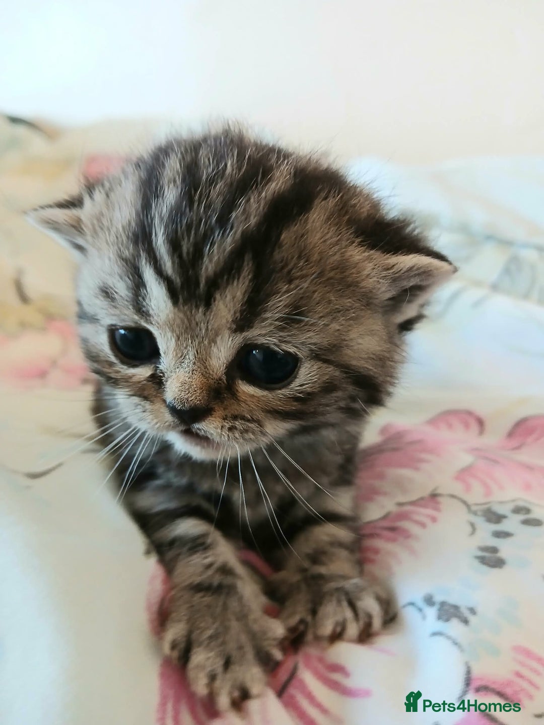 British Shorthair cats for sale: Bsh. Silver Tabby Classic .GCCF . - Advert 21