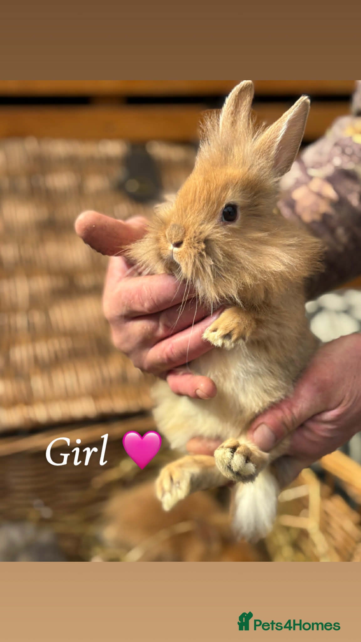 Lionhead rabbits Lionhead babies ready now 8 weeks old - Advert 2