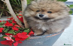 Pomeranian dogs for sale: Stunning Teddy purebreed Russian/Ukrainian poms in Basildon - Image 6
