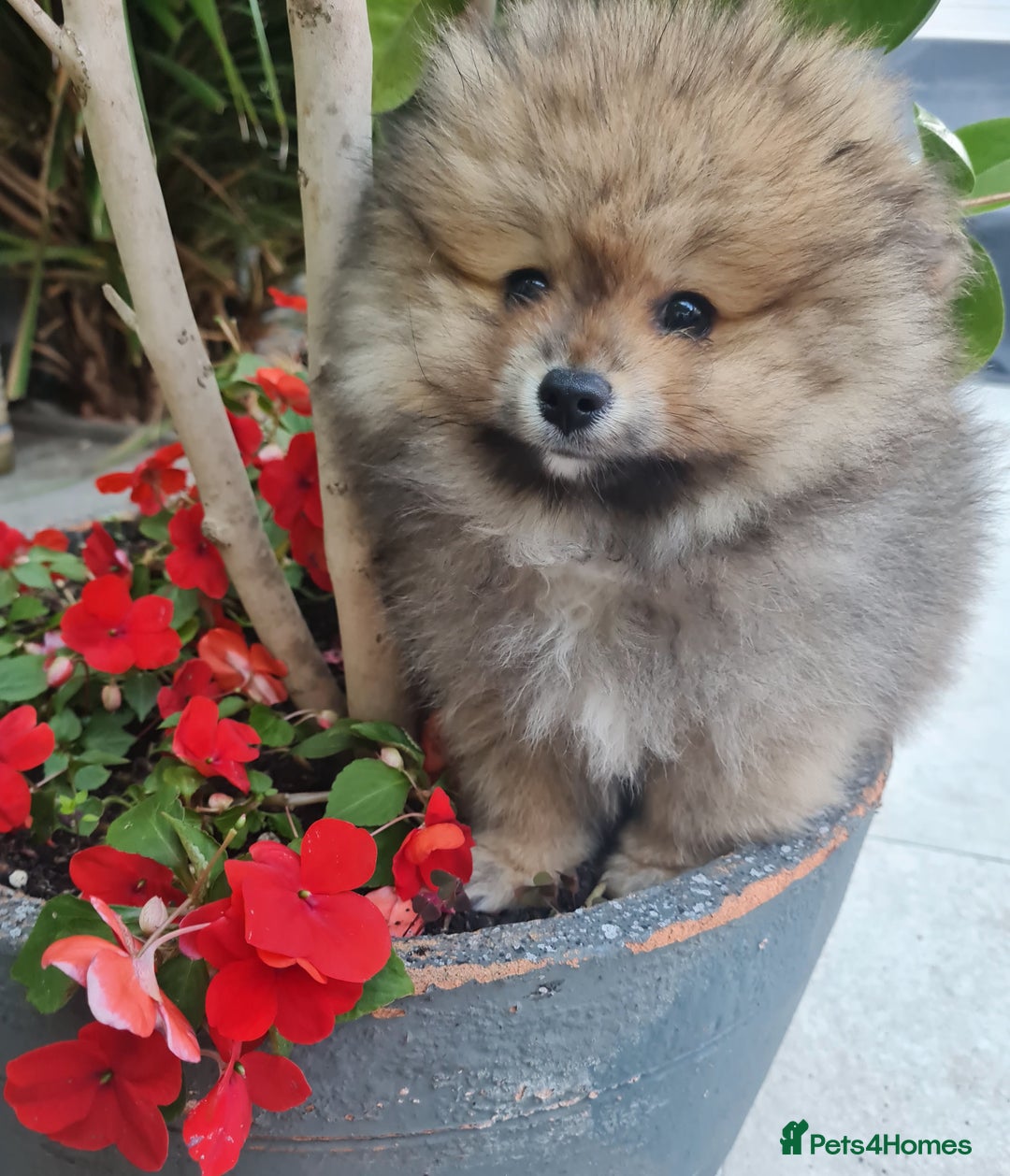 Pomeranian dogs for sale: Stunning Teddy purebreed Russian/Ukrainian poms in Basildon - Image 6