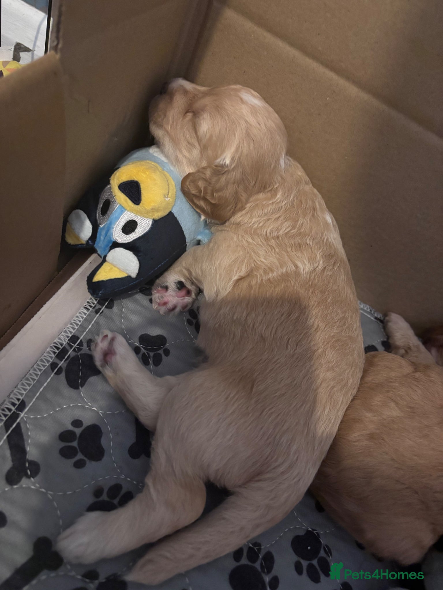 Cockapoo dogs for sale: Cockerpoo F1b puppies  in Hailsham - Advert 13