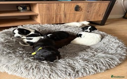 Cocker Spaniel dogs for sale: KC Registered Working Cocker Spaniel puppies - Image 1