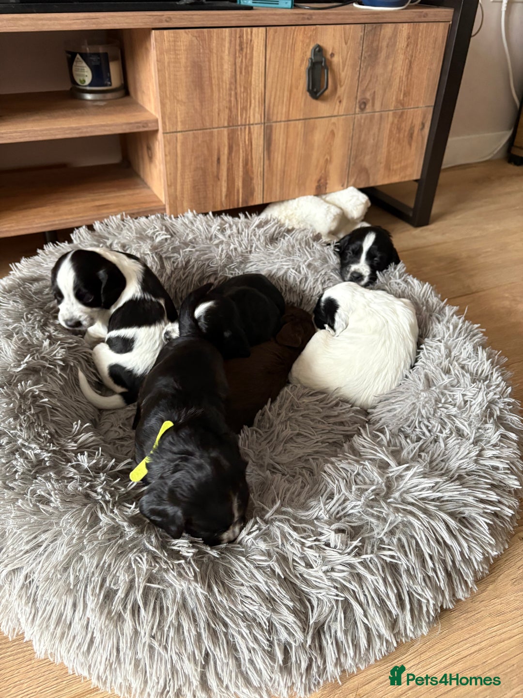 Cocker Spaniel dogs for sale: KC Registered Working Cocker Spaniel puppies - Image 1