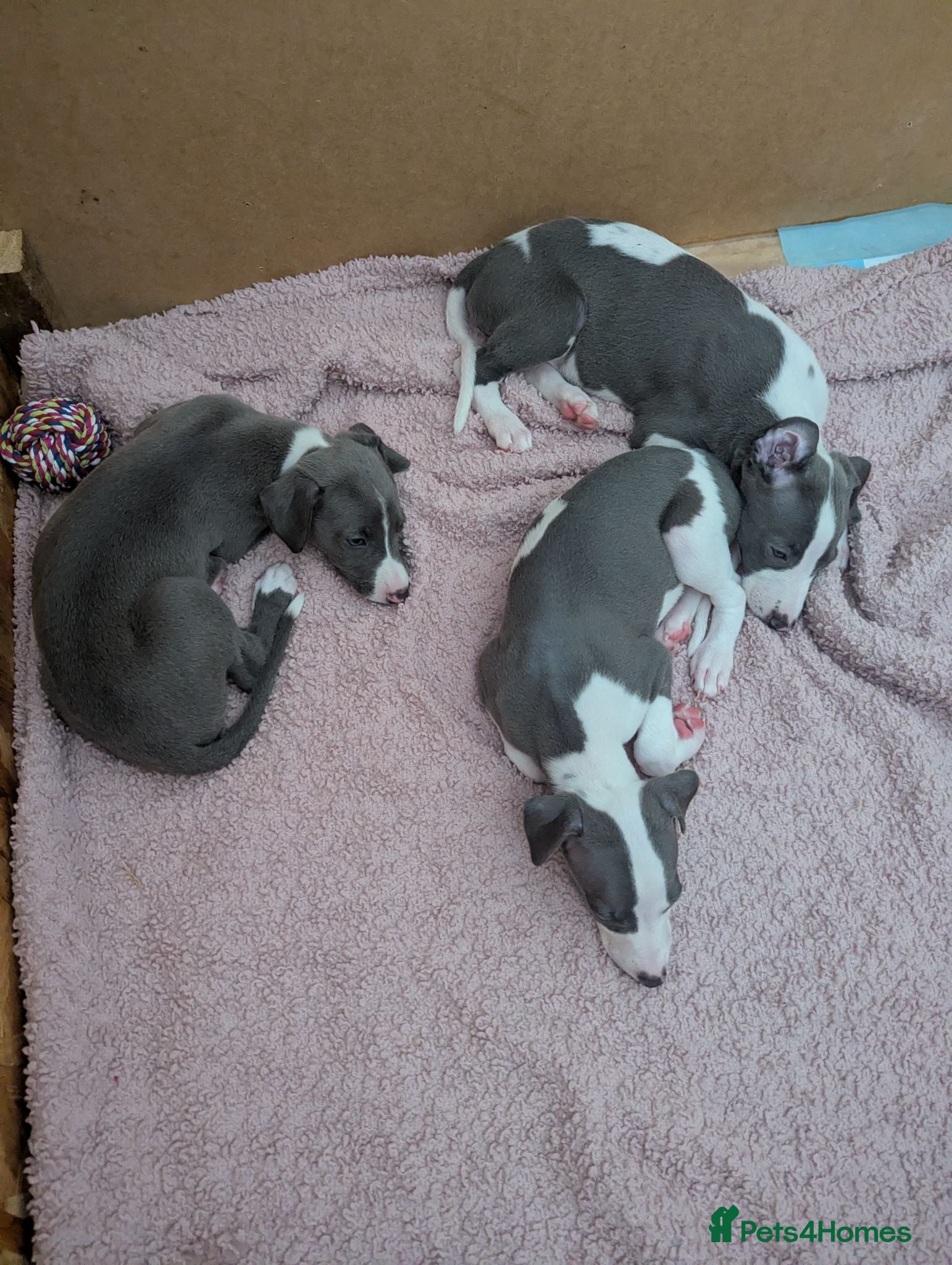 Whippet dogs Gorgeous KC registered whippet pups - Advert 16