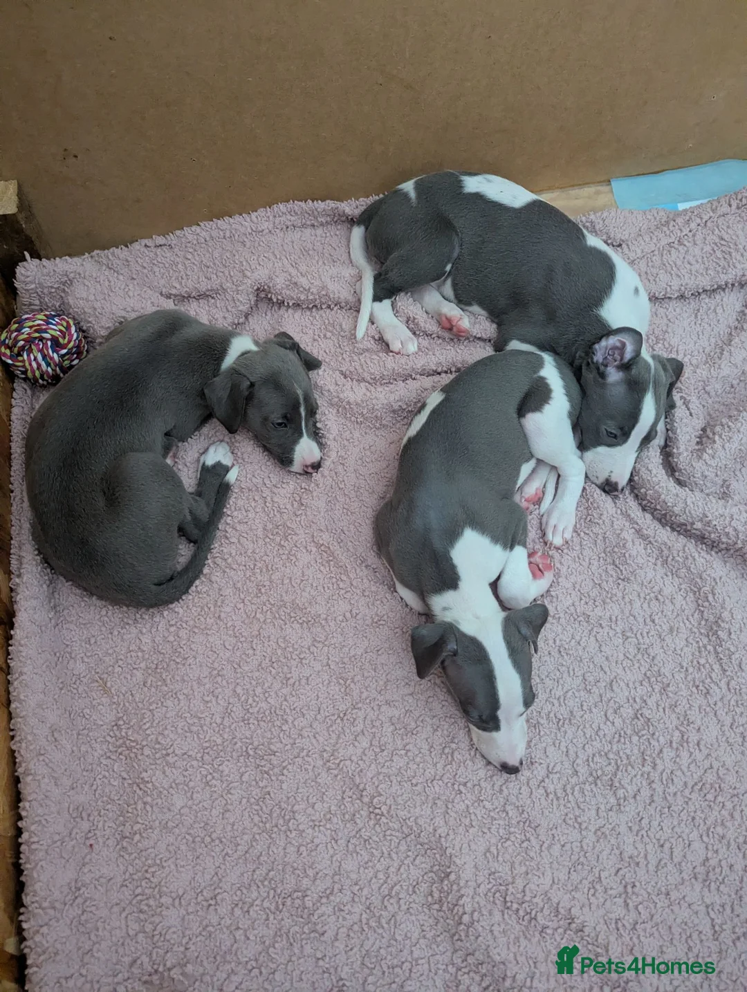Whippet dogs for sale: Gorgeous KC registered whippet pups in Port Talbot - Advert 1