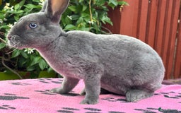 Rex rabbits for sale: READY NOW Vienna gene carrier Mini Rex babies - Image 5
