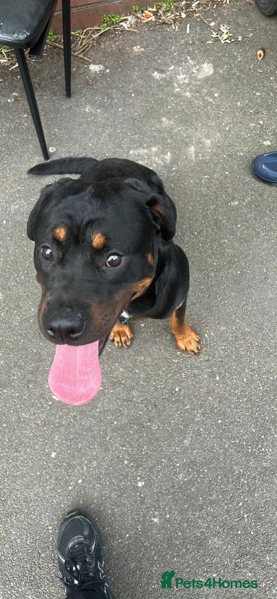 Rottweiler dogs Rehoming required - Advert 1
