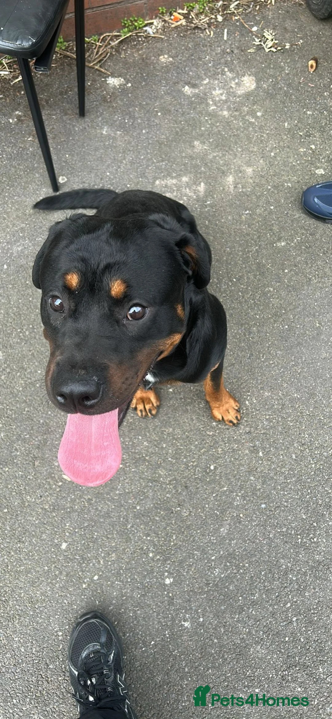 Rottweiler dogs for sale: Rehoming required - Advert 1