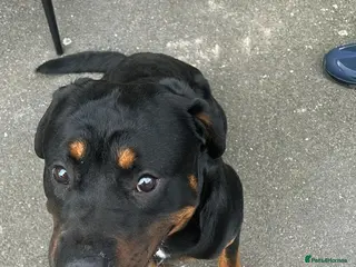 Rottweiler dogs Rehoming required - Advert 1