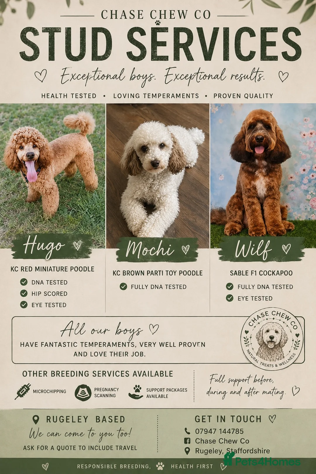 Labradoodle dogs for stud: Stunning proven Red KC Miniature Poodle - Advert 2