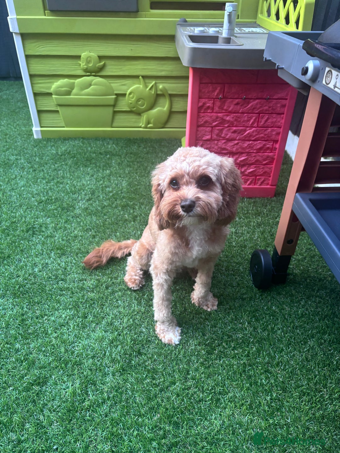 Cavapoo dogs for sale: Cavapoo - Image 3