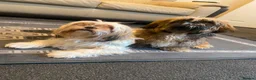 Shih Tzu dogs for sale: Shih Tzu in Nelson - Advert 8