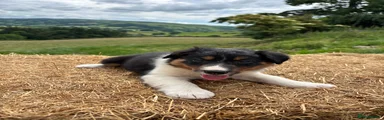 Border Collie 4