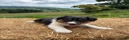 Border Collie dogs for sale: Long coated rare border collie puppies - Advert 6