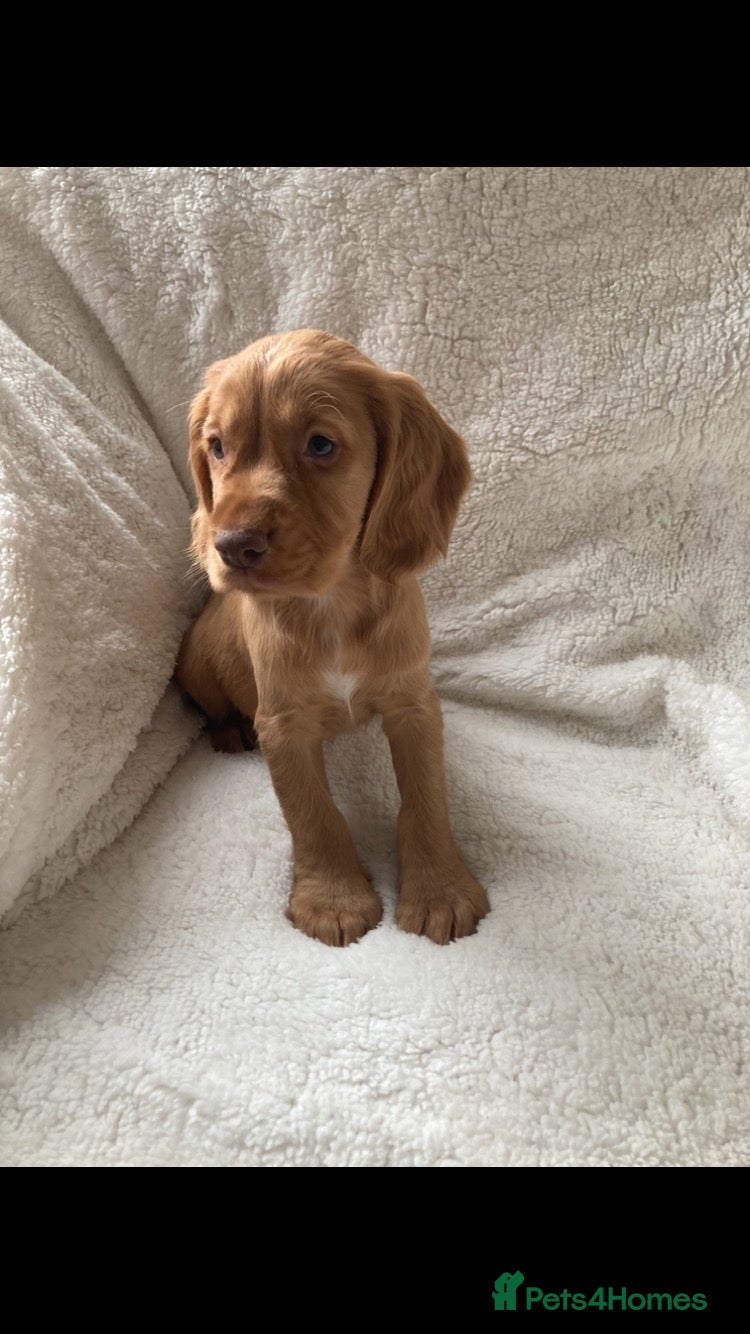 Cocker Spaniel dogs for sale: Cocker spaniel puppies - Advert 22