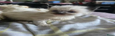 Seal mitted girl