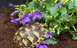 Tortoise reptiles for sale: Baby Mediterranean spur thigh tortoise for sale - Image 8