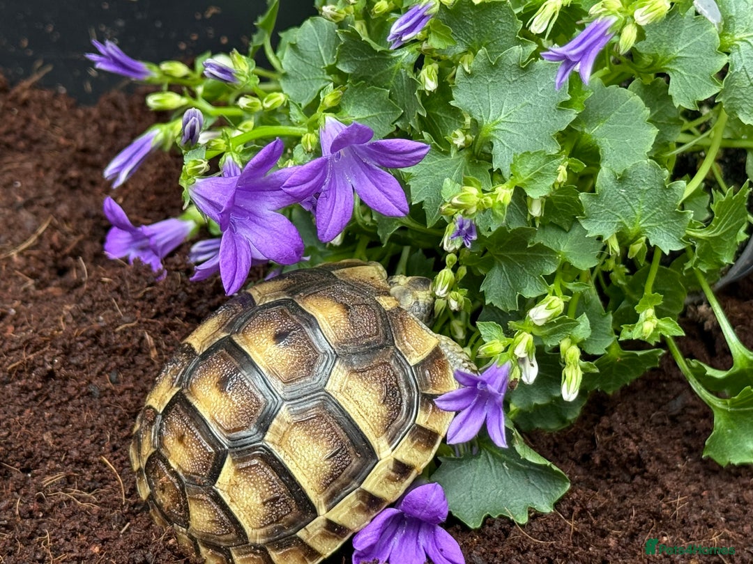 Tortoise reptiles for sale: Baby Mediterranean spur thigh tortoise for sale - Image 8