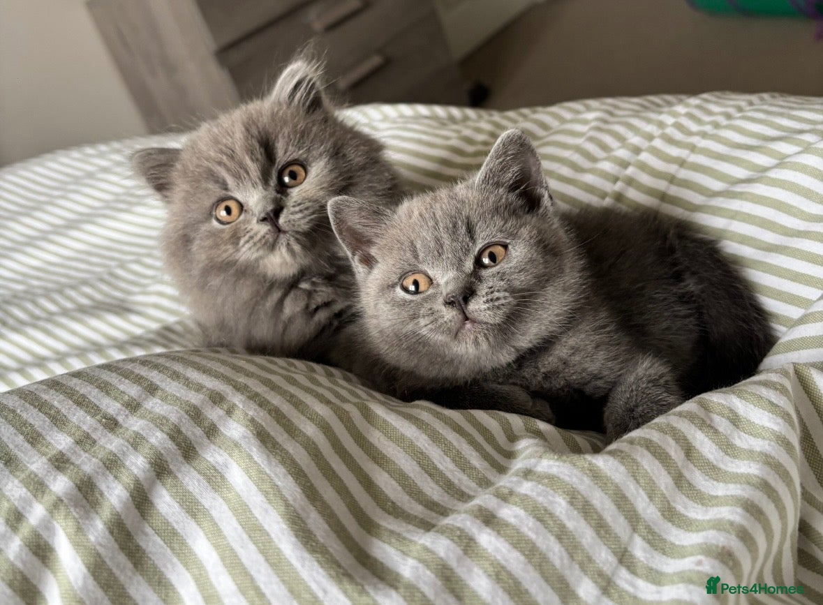 British Shorthair cats 🏆 Chunky British shorthair kittens 🏆   - Advert 7