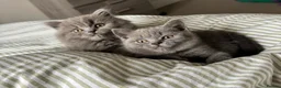 British Shorthair cats for sale: *All sold* 2027 waitlist is open x  - Advert 9