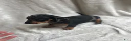 Miniature Dachshund dogs for sale: Miniture dachshund girl - Advert 6