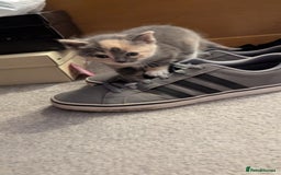 Mixed Breed cats for sale: Little beautiful kittens😀 - Image 11