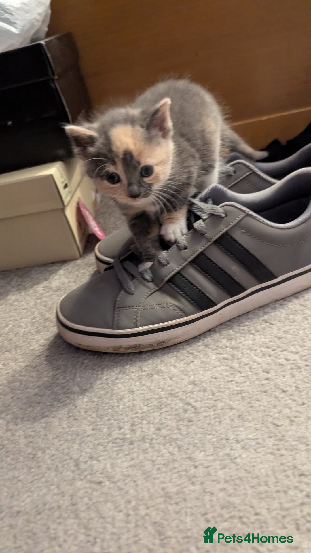 Mixed Breed cats for sale: Little beautiful kittens😀 - Image 11