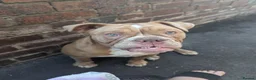 Mixed Breed dogs for sale: Beautiful old-tym English bulldog - Advert 3