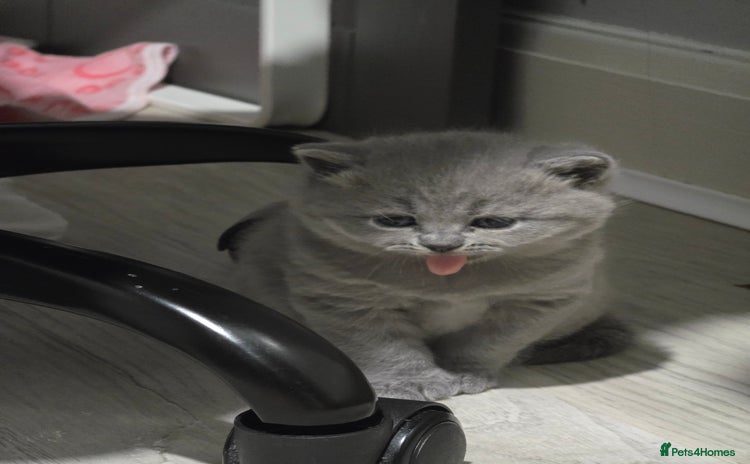 British Shorthair cats Beautiful GCCF register BSH and BLH - Advert 3