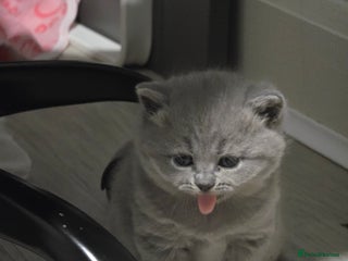 British Shorthair cats Beautiful GCCF register BSH and BLH - Advert 5